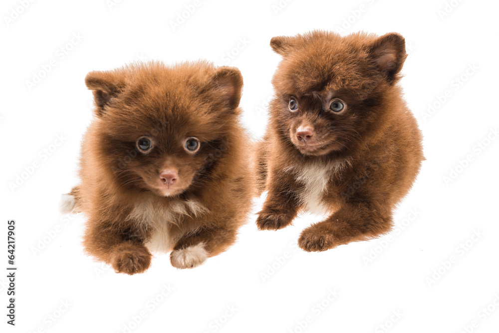 Obraz premium Pomeranian spitz puppy