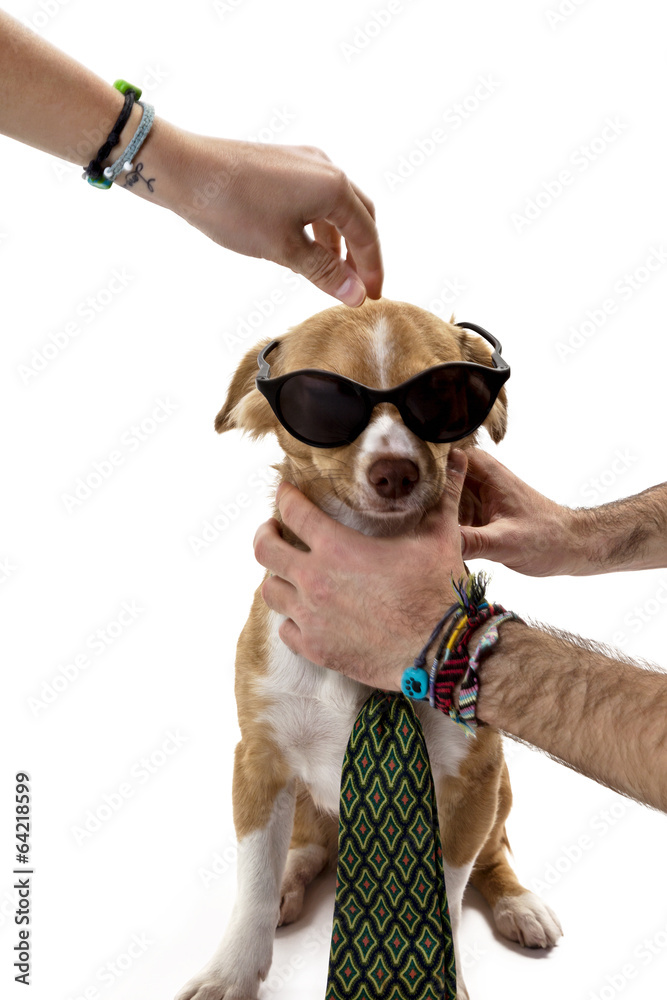 People dressing a dog