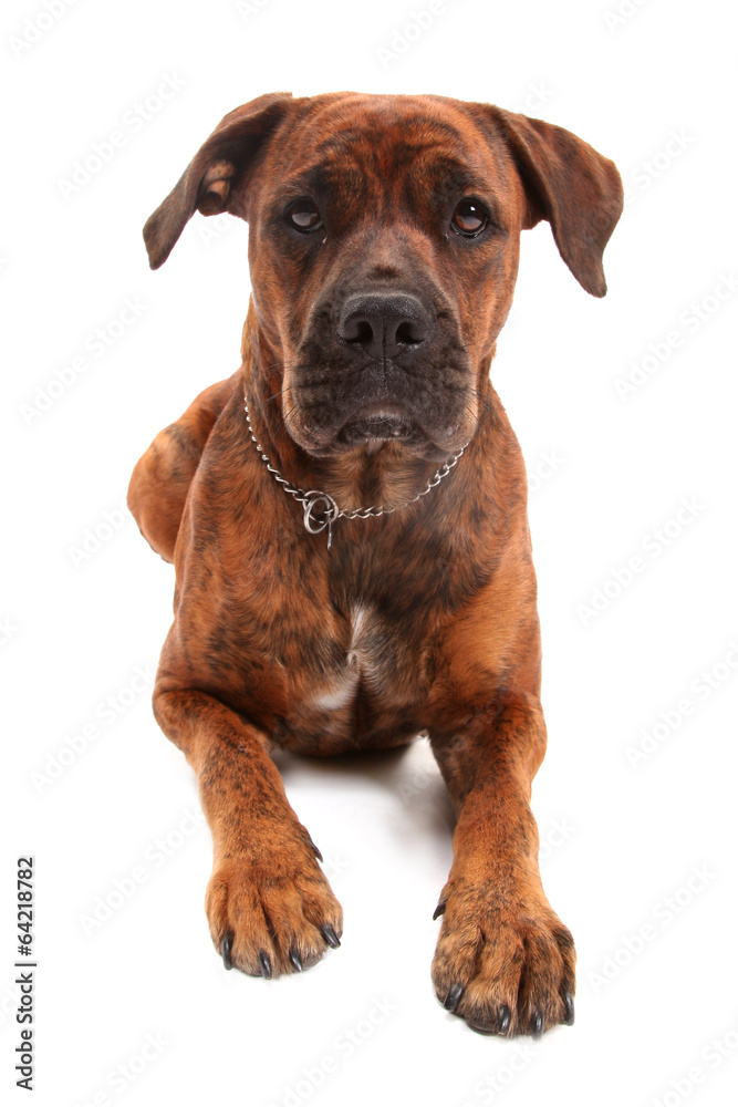 Boxer dog in front of white background