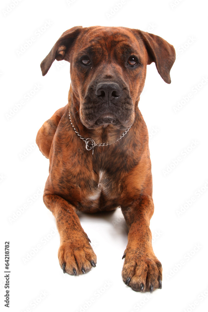 Boxer dog in front of white background Boxer dog in front of white background
