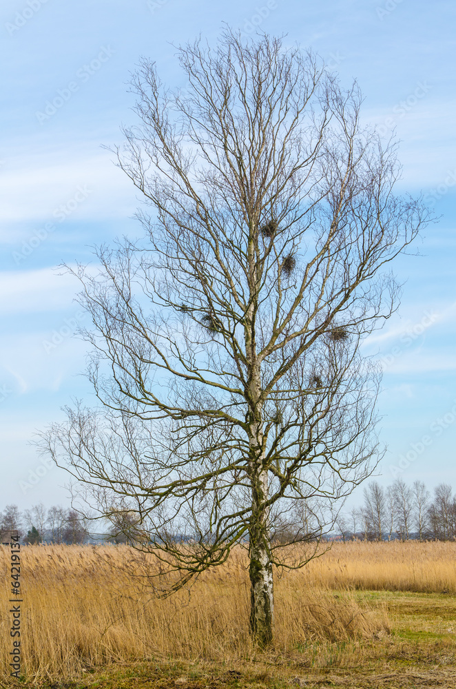 Arbre Arbre
