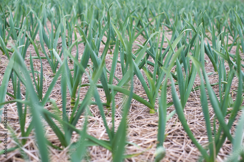 Obraz premium winter garlic sprouts