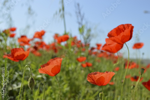 Poppies