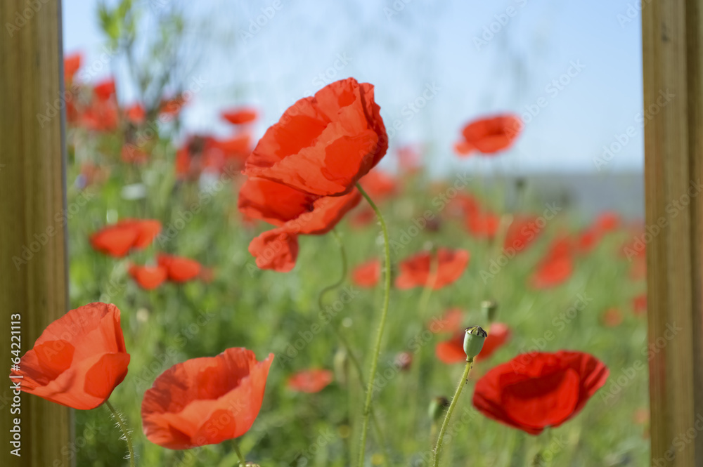 Fototapeta premium Poppies composition