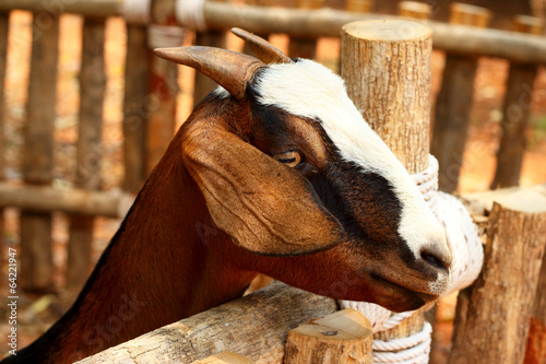 Close-up goat in the farm