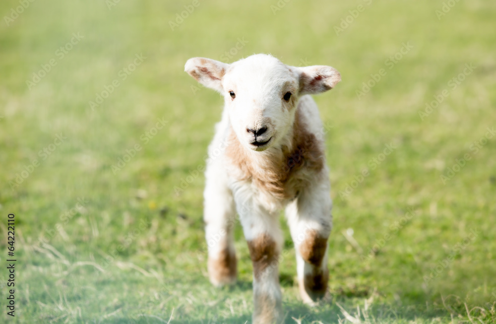 Little lamb looking straight ahead