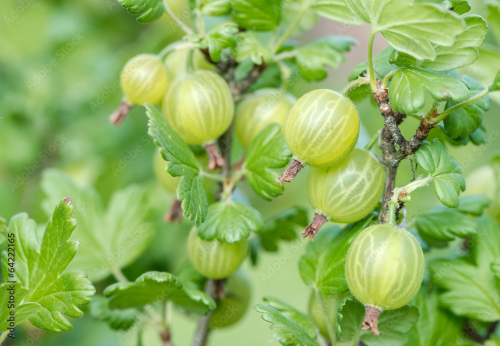 Obraz premium Green gooseberries
