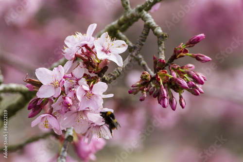Close up of pink cherry blossom