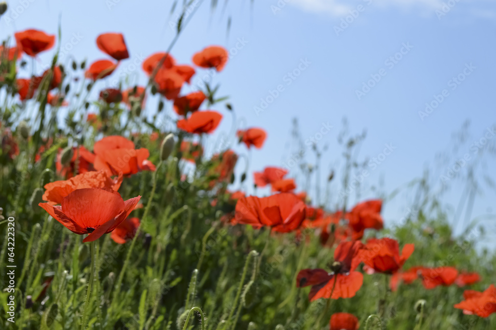 Fototapeta premium Poppies sfond