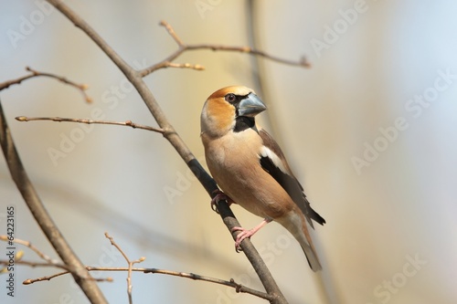 Grosbeak - Coccothraustes coccothrautes on a branch photo