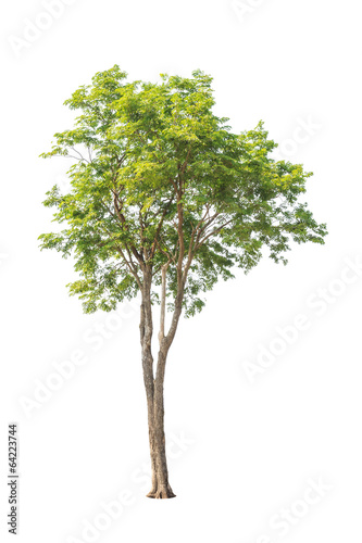 Pterocarpus indicus  tropical tree isolated on white background