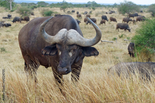 Buffalo in Kruger national park  safari in South Africa
