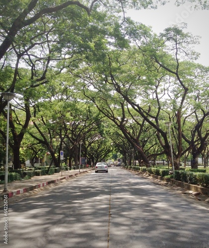 car on green branches tree road