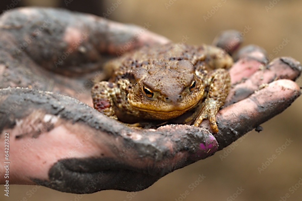 Fototapeta premium Toad in hand