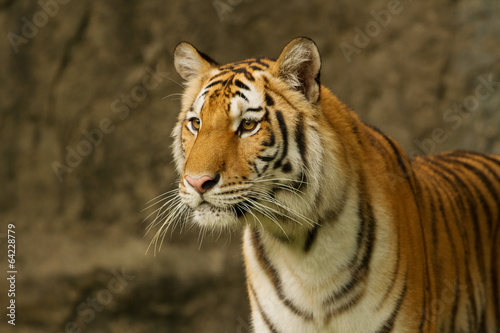 Fototapeta Naklejka Na Ścianę i Meble -  Bengal tiger standing on the rock
