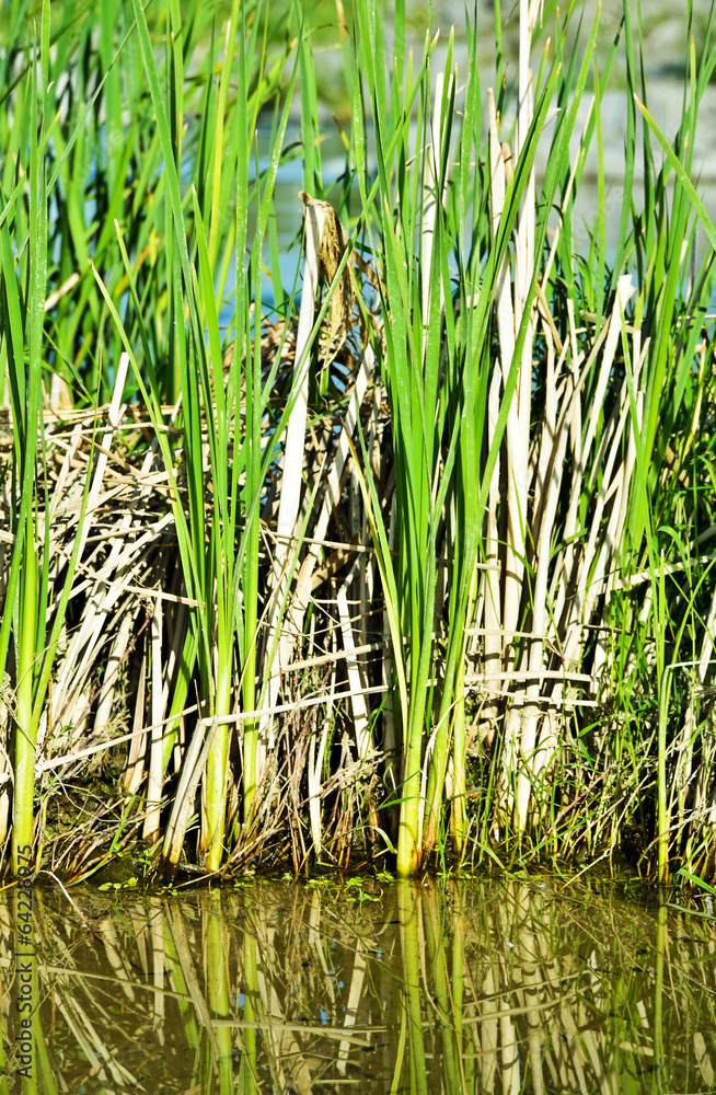 Obraz premium green and brown grass