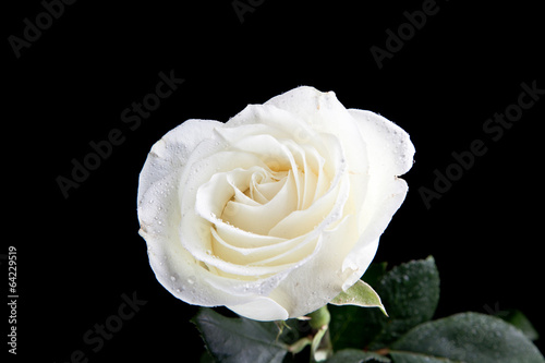 Fototapeta Naklejka Na Ścianę i Meble -  White rose