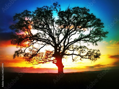 Big tree silhouette, sunset shtot