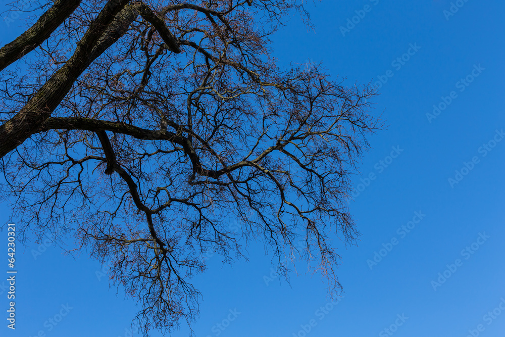 Fototapeta premium Tree Branches with Blue Sky