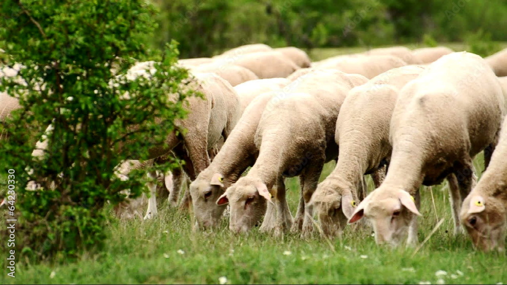 Lambs are eating Lambs are eating