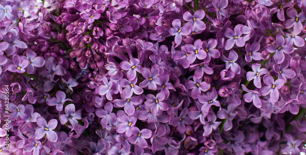 Naklejka premium lilac flowers, floral background