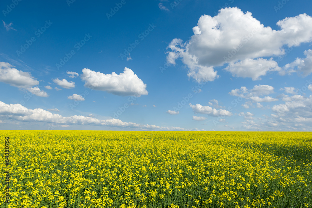 Yellow rapeseed field and blue sky, a beautiful spring landscape