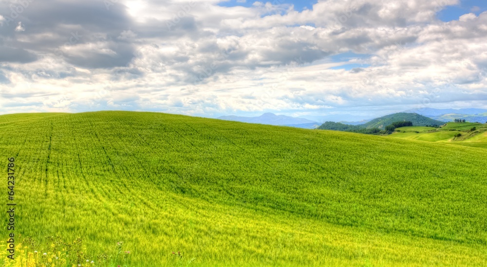 green grass field landscape under blue sky in spring