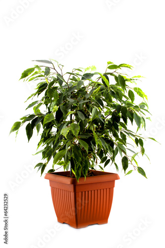 ficus tree in a brown pot isolated on white