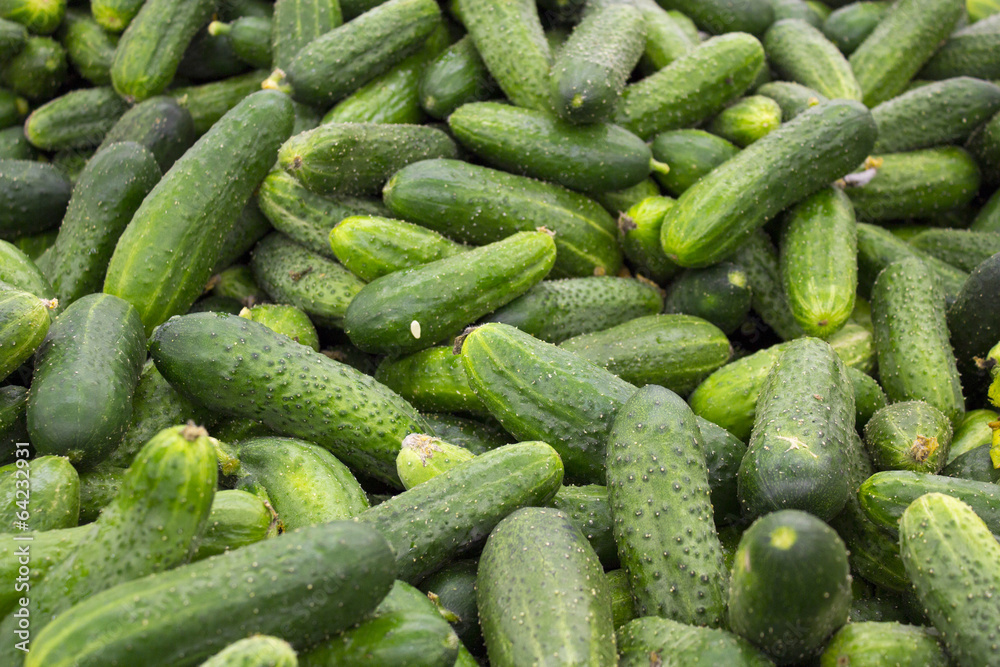 fresh green cucumber collection outdoor on market macro. fresh green cucumber collection outdoor on market macro.