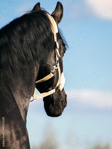 Fototapeta Naklejka Na Ścianę i Meble -  Portrait of  beautiful black breed stallion. close up