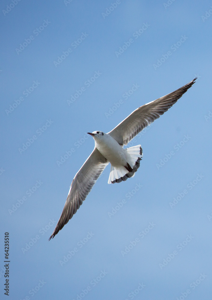 Möwe vor blauem Himmel