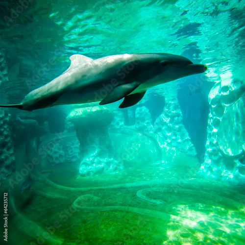 dolphin posing for a camera closeup