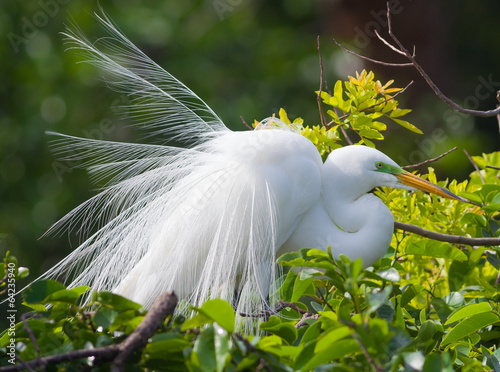 Great Egret photo