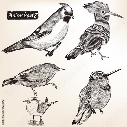 Collection of vector detailed birds