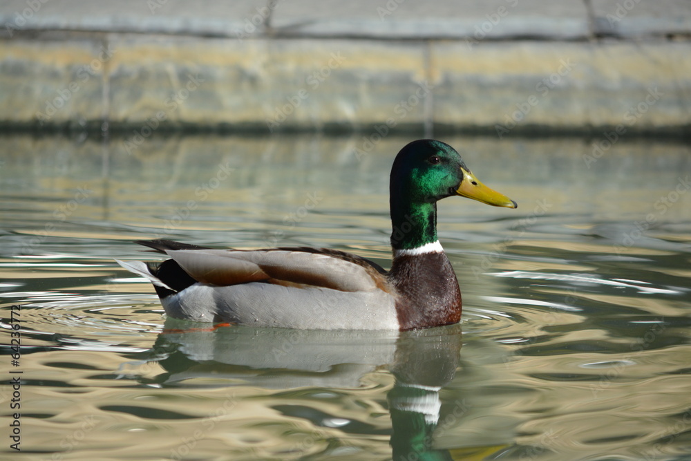 Fototapeta premium pato salvaje en la ciudad