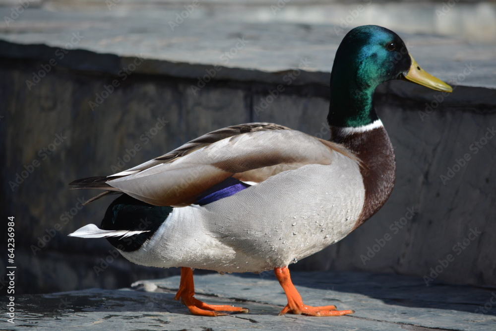 pato salvaje en la ciudad pato salvaje en la ciudad