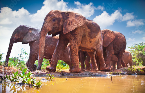 Herd of elephants pass by river in Kenya.