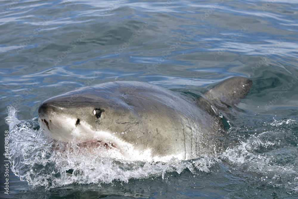 Naklejka premium Great white shark