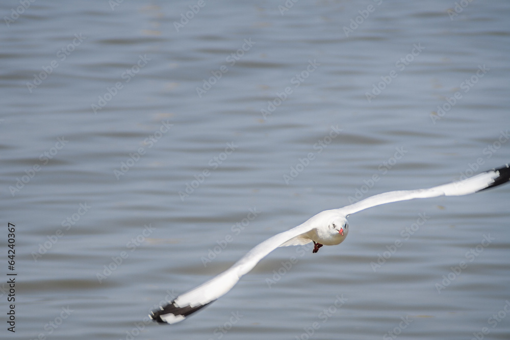 A flying seagull hovers over sea. Gulls or seagulls are seabirds A flying seagull hovers over sea. Gulls or seagulls are seabirds