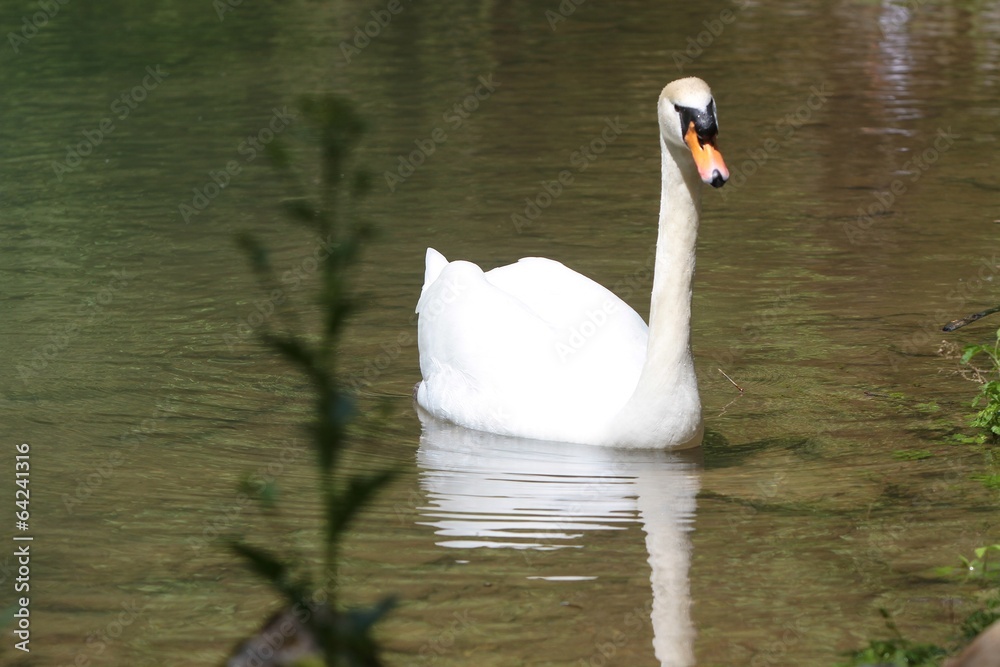 Fototapeta premium Swan