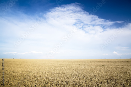 Rye field on a Sunny day.