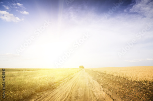 Country road among fields of wheat.