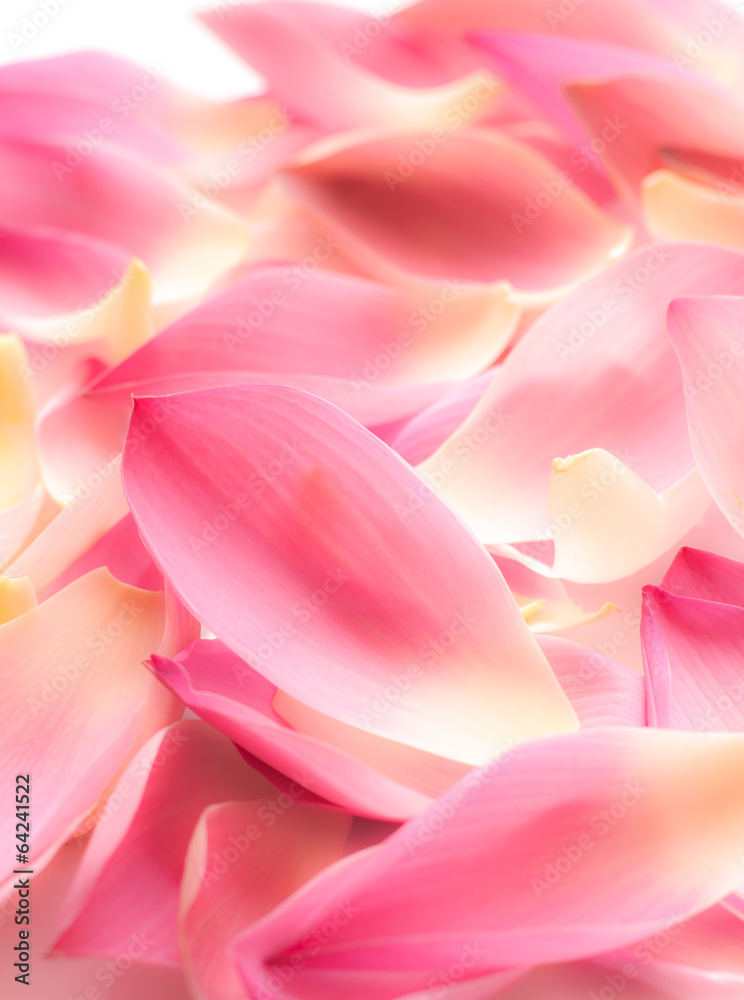 Lotus petal on white background with area for your text, softkey