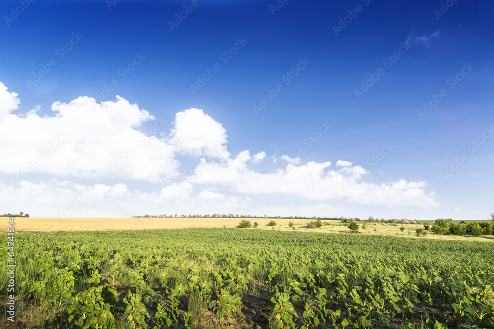 Young growth of sunflower. Green wide field. Young growth of sunflower. Green wide field.