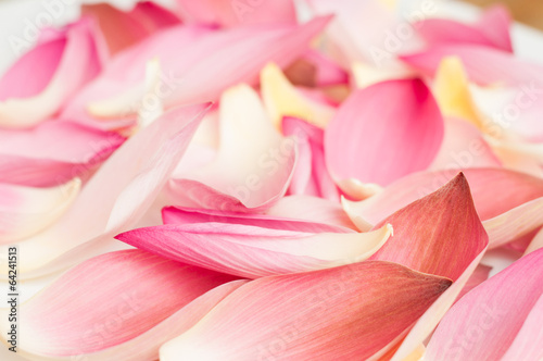 Lotus petal on white background with area for your text