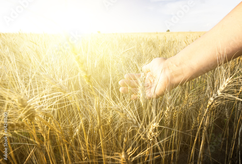 Female hand wins the ears of wheat. The sunset.