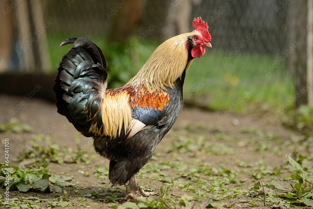 rooster or chickens on traditional free range poultry farm