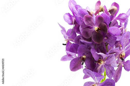 Border of orchid flower  vanda purple  isolated on white