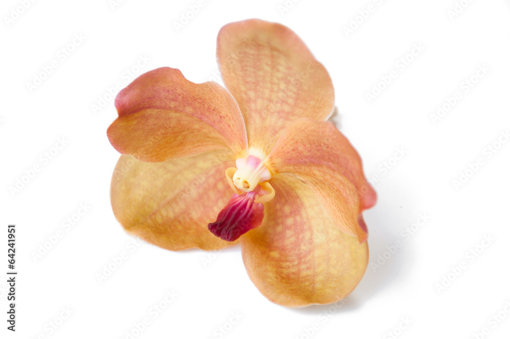 orange orchid (vanda) close up isolated on white background orange orchid (vanda) close up isolated on white background