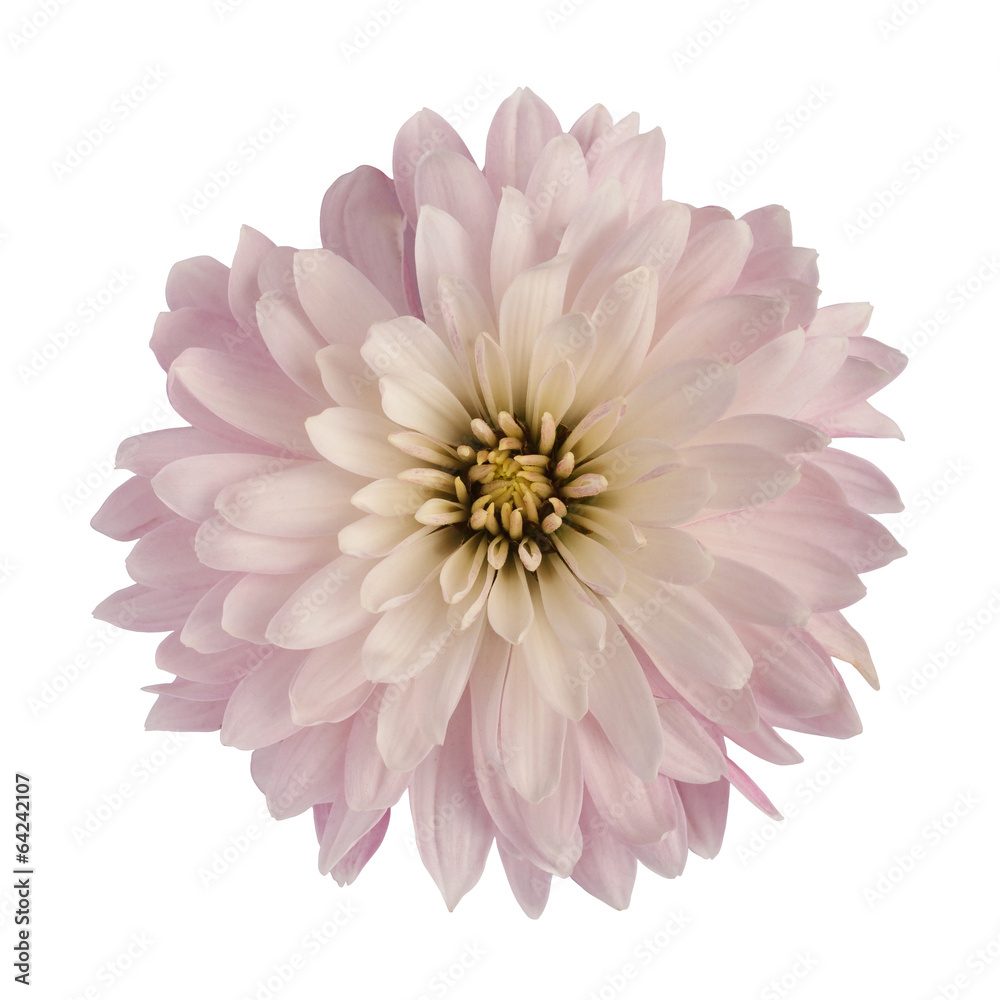 Chrysanthemum flower Chrysanthemum flower